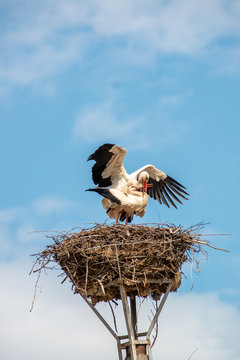 Stoerche(Barza) and Dinner at Maria