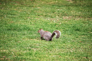 Squirrel in the park of Cardiff of Wales
