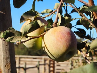 farm fresh organic apples growing on tree branch