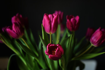beautiful Purple Tulip flowers on Black Background. Greeting card. selective focus