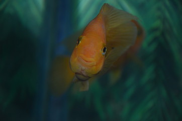 Gildfish in aquarium