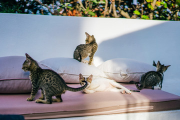 Multicolor homeless kittens playing in the morning sunreys