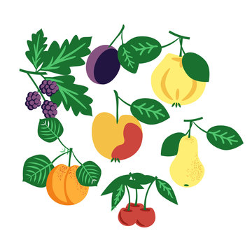 Fruits vector collection