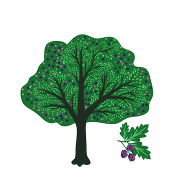 Mulberry tree vector