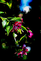Fototapeta na wymiar Flowers of camellia japonica Daikagura drawn with light on blsvk background