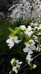 plum flowers in spring, white plum blossoms