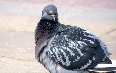unusual Gray-blue pigeon on the sidewalk