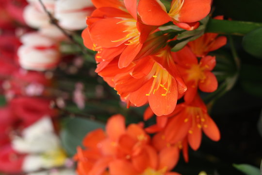 Orange natal lily flower