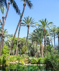 Obraz premium Palm Grove