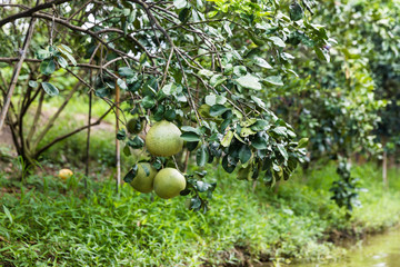 Pomelo orchard in local of Thailand