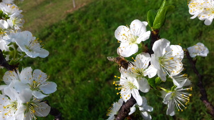 plum flowers in spring, white plum blossoms
