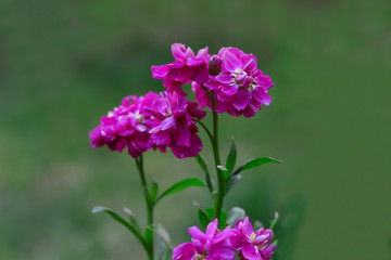 şebboy çiçeği ; Erysimum, Matthiola