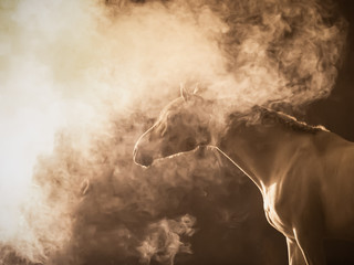 profile of a Andalusian horse with his head in the smoke, with a dreamy atmosphere, against the light with smoke and a bright lamp