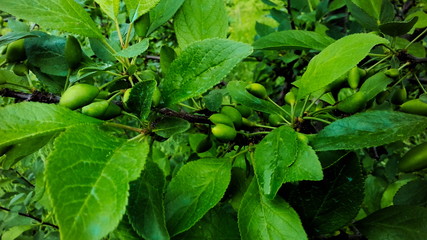 small young plums on a branch