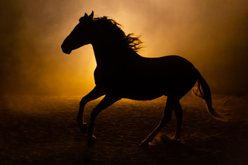 Silhouette of a galloping Andalusian horse with waving manes in a orange smokey atmosphere, against...