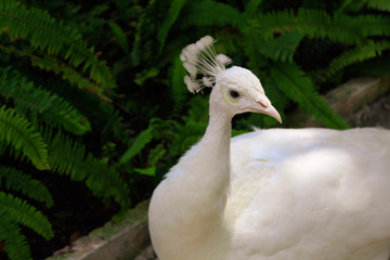 White peacock