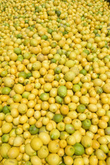 Thousands of lemons filling a truck after lemon harvest near Santa Paula, California.