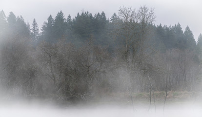 Puget Sound Peaceful Waters And Fog At Sunrise