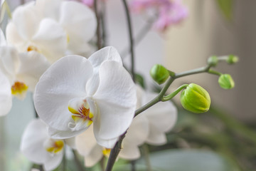 Naklejka na ściany i meble Orchid plant with green buds and flowering white flower on a windowsill close up. Growing orchids at home concept.