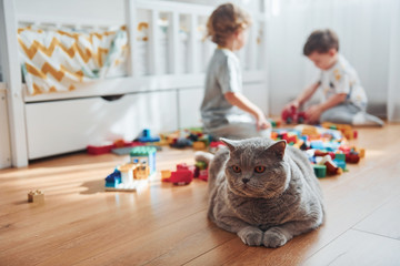 Cat sitting in front of two little boys that have fun indoors in the bedroom with plastic construction set