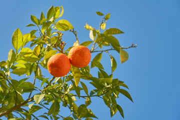 Oranges on the orange tree against a clear blue sky.