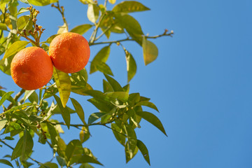 Oranges on the orange tree against a clear blue sky.