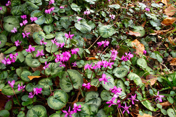 Top view of a group of purple european cyclamen, also called Cyclamen purpurascens or europaeisches Alpenveilchen