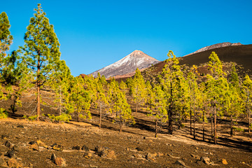 Beautiful volcanic scenery in Teide National Park on Tenerife with pine trees and the peak of the...