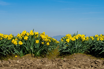 Skagit Valley WA rows of yellow Daffodils