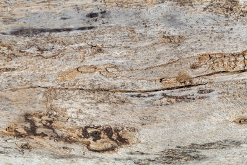 Old Weathered Cracked Wood Texture