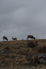 Mule Deer in Colorado