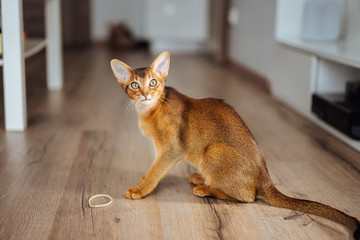 Very skinny abyssinian cat playing and jumping. - obrazy, fototapety, plakaty