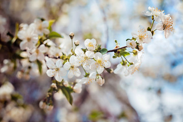 Beautiful apple tree branch with sun. Blooming apple tree in spring time.