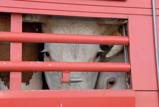 Transport d'animaux vivants, bovins à travers les barreaux de la bétaillère