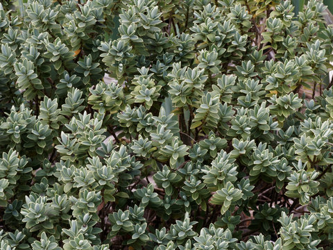 Hebe pinguifolia pagei ou véronique naine au feuillage dense, décoratif à floraison estivale blanche
