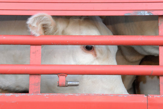 Transport d'animaux vivants, bovins à travers les barreaux de la bétaillère