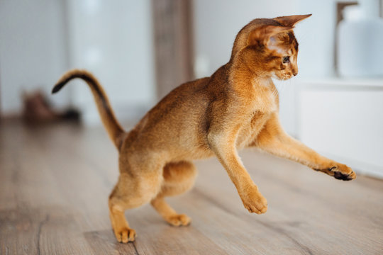 Very skinny abyssinian cat playing and jumping.