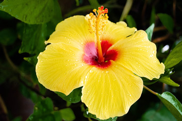 Fototapeta premium flower in garden