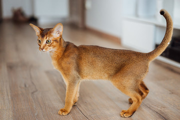 Very skinny abyssinian cat playing and jumping. - obrazy, fototapety, plakaty
