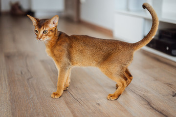 Naklejka premium Very skinny abyssinian cat playing and jumping.