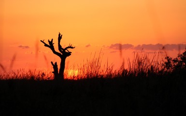 Tree silhouette in the grassland at sunset, Iberá Wetlan, Argentina
