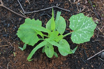 Maize and squash (milpa) growing in a crop in the mountains, La Montaña, Guerrero, Mexico.