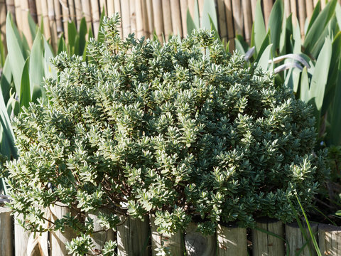 Hebe pinguifolia pagei ou véronique naine, un buisson décoratif au feuillage vert amande aux épis de fleurs blanche globuleux