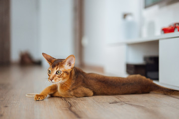Portrait of purebred abyssinian cat laying on the wooden floor