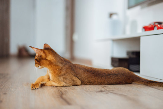Extremely skinny abyssinian cat laying on the floor