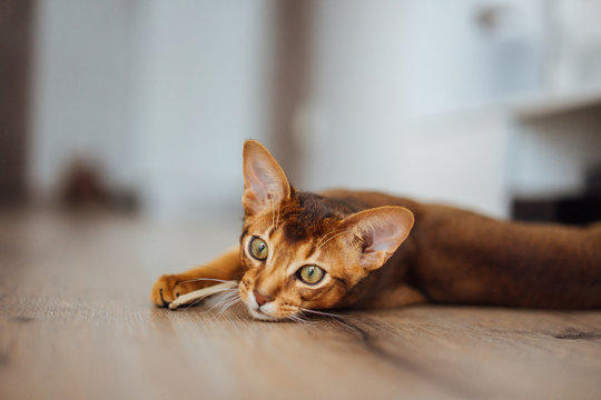 Portrait of purebred abyssinian cat laying on the wooden floor
