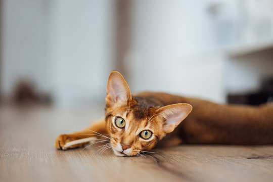 Portrait of purebred abyssinian cat laying on the wooden floor