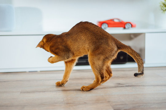 Young purebred abyssinian cat playing and jumping.