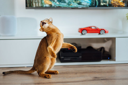 Young purebred abyssinian cat playing and jumping.