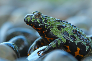 Oriental Fire Bellied Toad, animal closeup